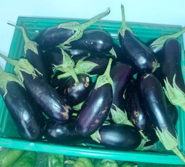 GAMBIA HORTICULTURAL ENTERPRISES