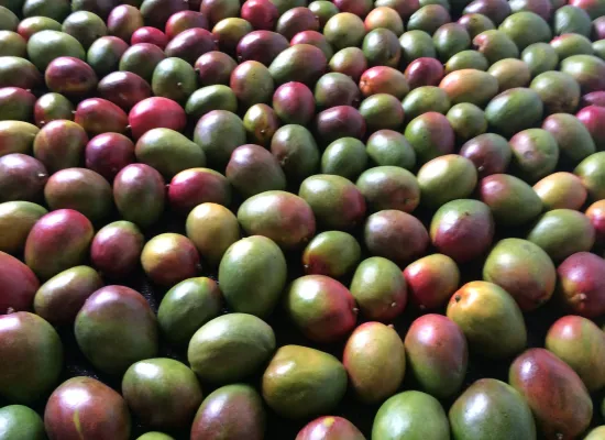 GAMBIA HORTICULTURAL ENTERPRISES