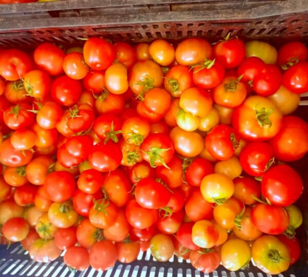 GAMBIA HORTICULTURAL ENTERPRISES