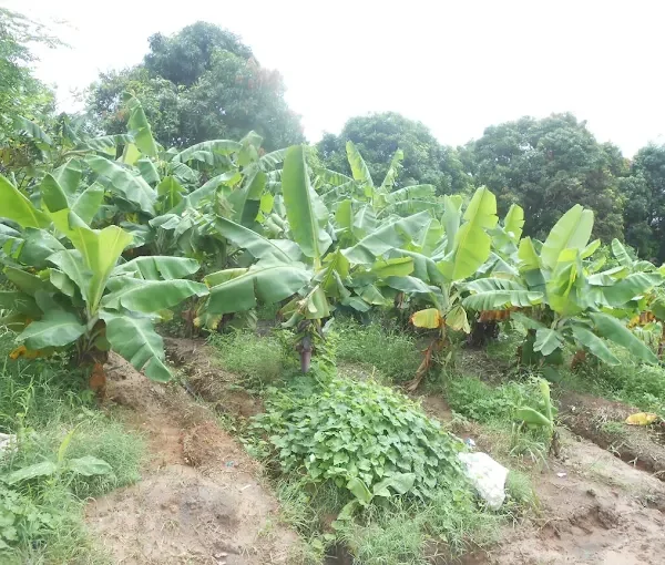The Gambia Organisation of the Visually Impaired (GOVI)