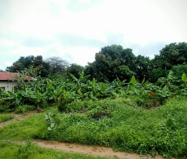 The Gambia Organisation of the Visually Impaired (GOVI)