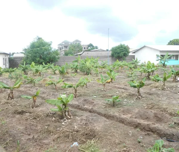 The Gambia Organisation of the Visually Impaired (GOVI)