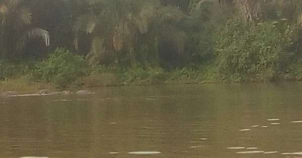 Kunta Kinteh Boattrips