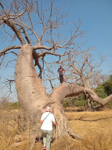 SMILEYS TOURS RIVER GAMBIA EXPERIENCE