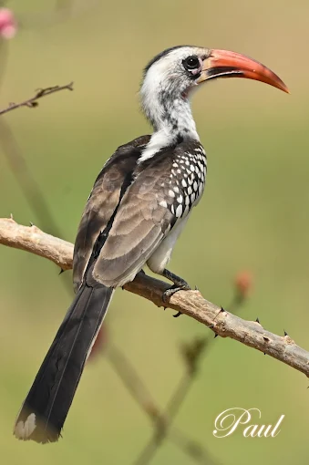 Sparrow birding Gambia