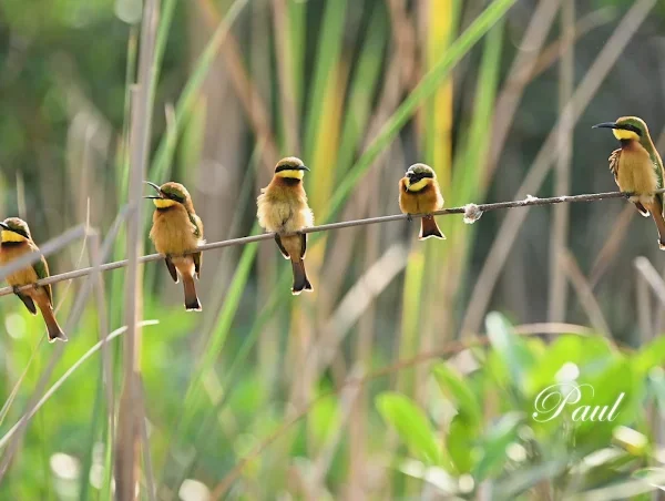 Sparrow birding Gambia