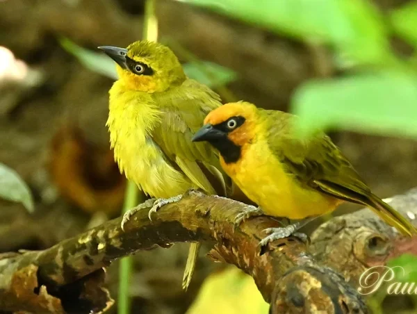 Sparrow birding Gambia