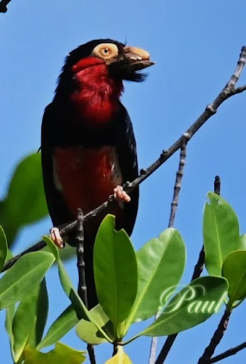 Sparrow birding Gambia