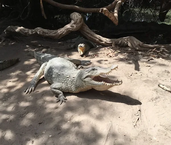 Omi Tours Gambia