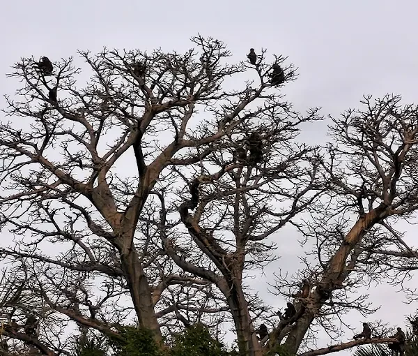 River Gambia National Park