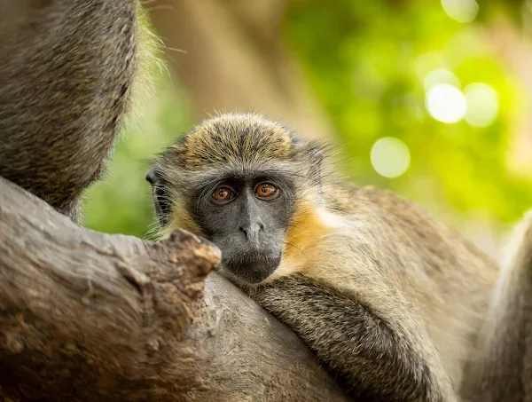 Bijilo Monkey Park