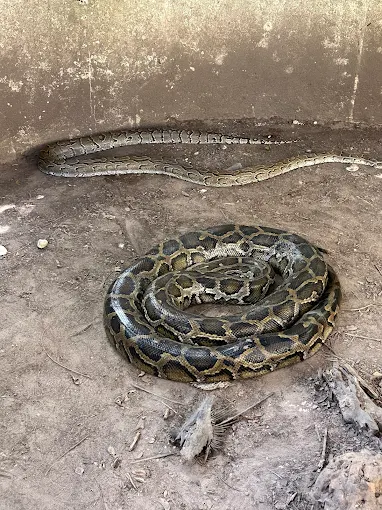 The Gambian Reptiles Farm