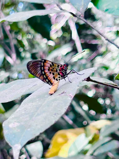 Pirang-Bonto Community Forest