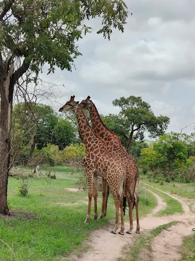 Omi Tours Gambia