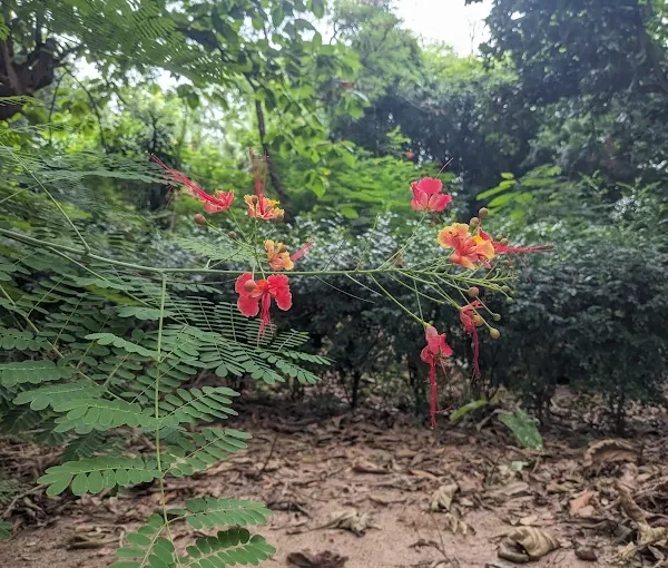 National Botanic Garden