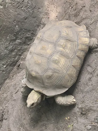 The Gambian Reptiles Farm
