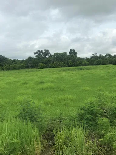 Sapu Rice Fields
