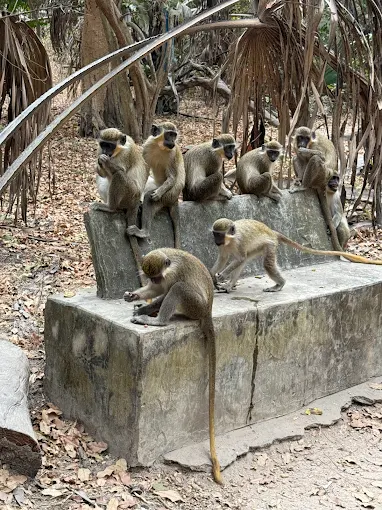 Bijilo Monkey Park