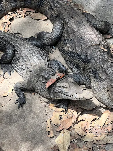 The Gambian Reptiles Farm