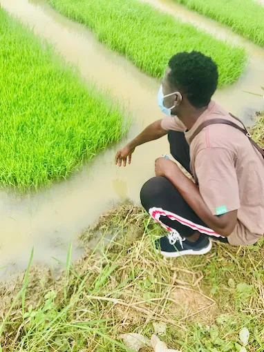 Sapu Rice Fields