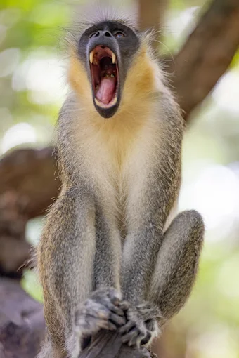 Bijilo Monkey Park
