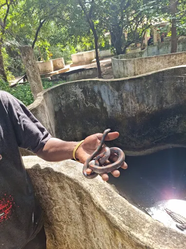 The Gambian Reptiles Farm