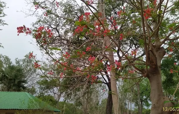 Dumbutu Forest station