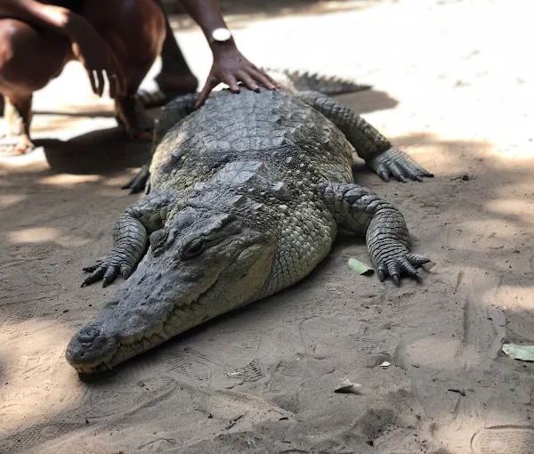 Kachikally Crocodile Pool