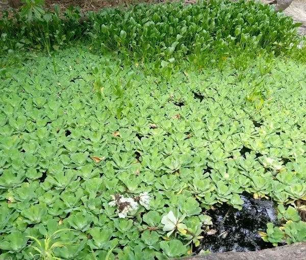 The Gambian Reptiles Farm
