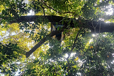Kumadi Forest Park