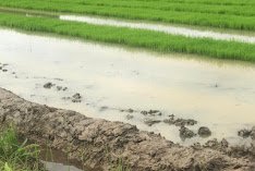Sapu Rice Fields