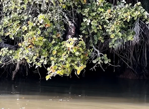 River Gambia National Park