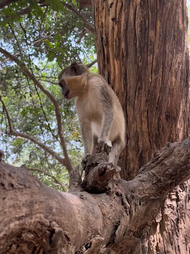 Bijilo Monkey Park