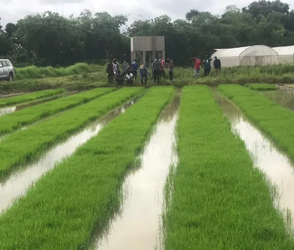 Sapu Rice Fields