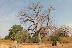 NAVIS CATERING AND CATERING SERVICES/ECO LODGE