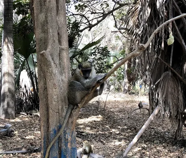 Bijilo Monkey Park