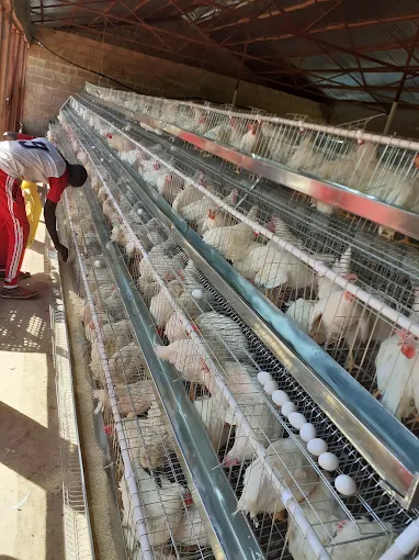 Allahtentu Quality Poultry Enterprise
