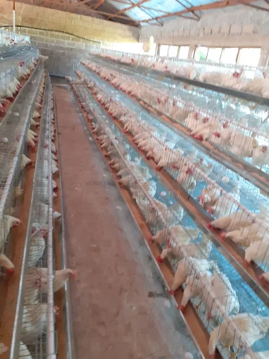 Allahtentu Quality Poultry Enterprise