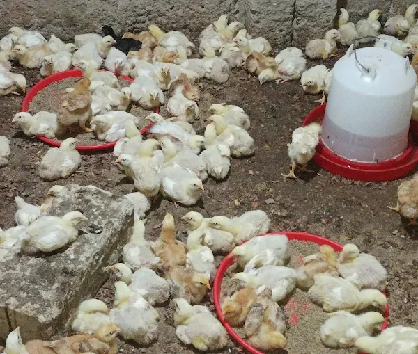 A&S Poultry Farms
