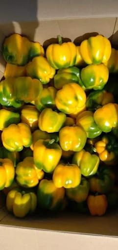 Jallow Trading Vegetables Farm