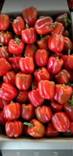 Jallow Trading Vegetables Farm