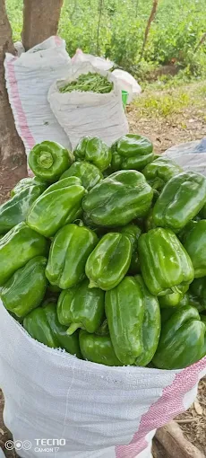 Jallow Trading Vegetables Farm