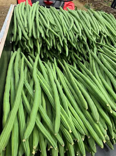 Jallow Trading Vegetables Farm