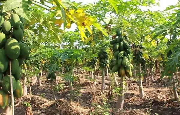 Sarr Green Hectares Gambia Limited