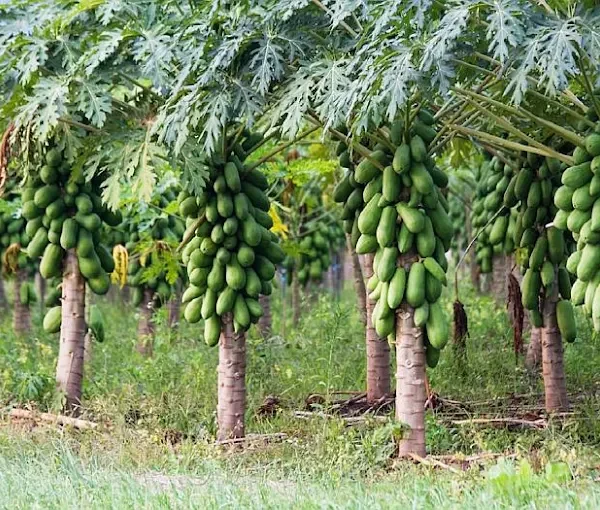 Sarr Green Hectares Gambia Limited