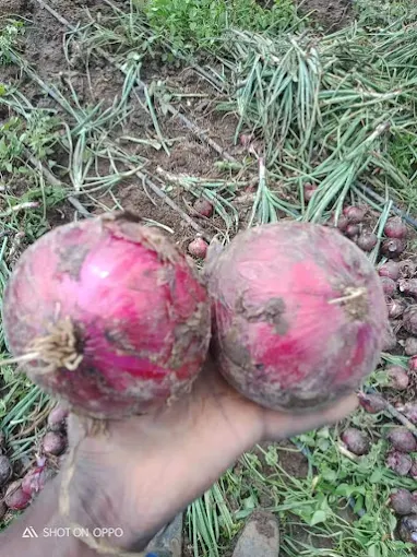 Jallow Trading Vegetables Farm