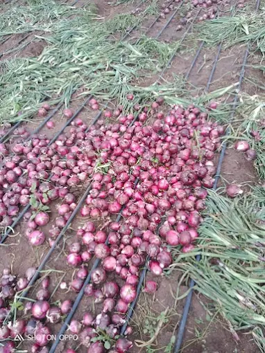 Jallow Trading Vegetables Farm
