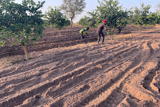 maawis farm comapny