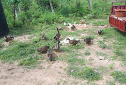 Sarr Green Hectares Gambia Limited