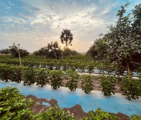 maawis farm comapny